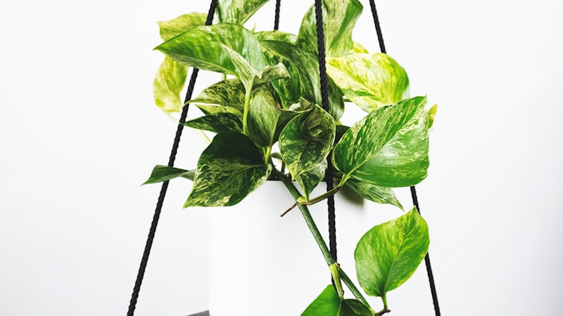 世界杯比赛直播预告画面 - 显示球场与即将开始的比赛信息